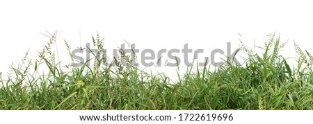 Panoramic view of overgrown green grass Isolated from white background with clipping path. Royalty-Free Stock Photo #1722619696