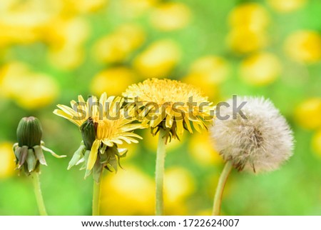Dandelion In Field At Sunset - Freedom to Wish.Four seasons, bud, bud, flower and seed. Life cycle. Stages of birth, childhood, youth and aging. Beautiful spring card. Blurred blur bokeh background.
