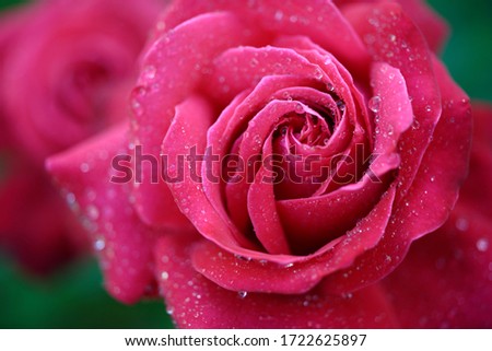 Raindrops on a beautiful red/pink rose