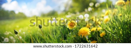 Many yellow dandelion flowers on meadow in nature in summer close-up macro against a blue sky with clouds. Bright summer landscape panorama, colorful artistic image, ultra wide banner format.