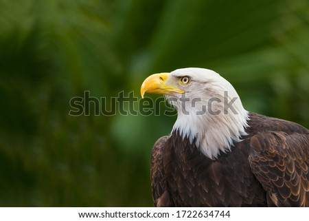 Bald Eagle (Haliaeetus leucocephalus) head portrait on a green background. American eagle.