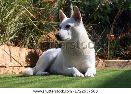 White Swiss Shepherd portrait outdoors 