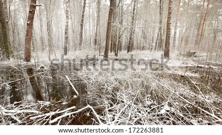 First snow in a forest swamp landscape