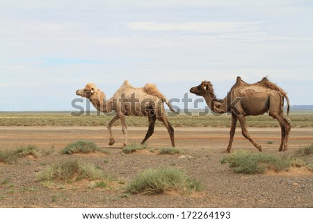 Camel in the Desert Gobi