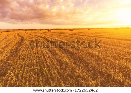 Scene of sunset or sunrise on the field with haystacks in Autumn season. Rural landscape with cloudy sky background. Golden harvest of wheat. Royalty-Free Stock Photo #1722652462