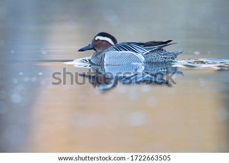 An adult male garganey duck swimming and foraging in a pond in the city of Berlin Germany. 