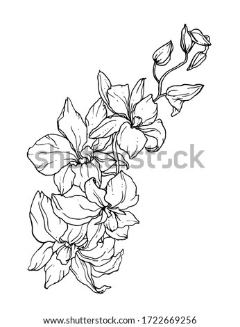 Vector Illustration Of Apple Blossom Royalty Free Stock Vector Avopix Com