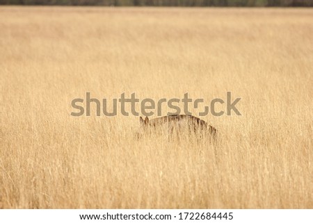Indian striped hyena camouflaging itself in dried grass