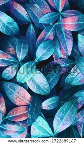 Natural macro texture of beautiful leaves toned in blue and purple pink tones. Flat lay.