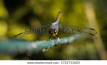 When we live in the village, we will find many little friends around our house, for example this dragonfly animal.