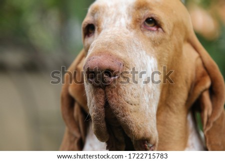 
photograph of a beautiful dog of breed the Italian bracco. photo of a muzzle especially the nose of a posing dog