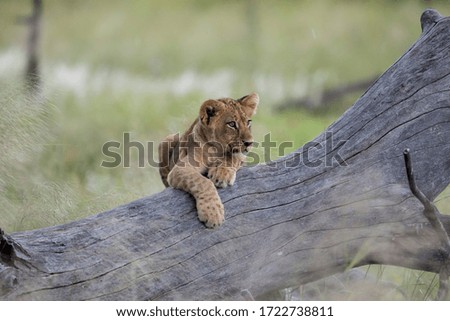 A young lion resting after a long walk across the floodplains of the Okavango Delta