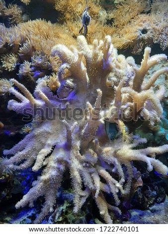 coral in the home aquarium marine aquarium