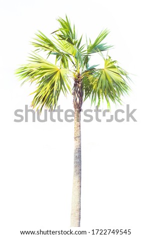 Coconut and palm trees in garden Isolated tree on white background large trees are growing in summer.
