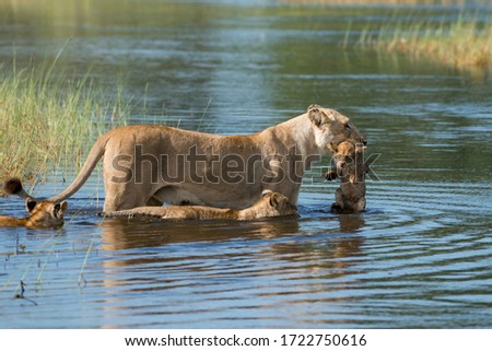 A lioness carries her cub across the dangerous crocodile filled flood channels in the Okavango Delta, Botswana