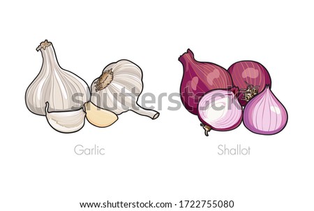 Garlic and Shallot, cut and all, fresh organic garlic and shallots in small heap isolated on a white background. Collection set for use illustration vector and simple design. Royalty-Free Stock Photo #1722755080