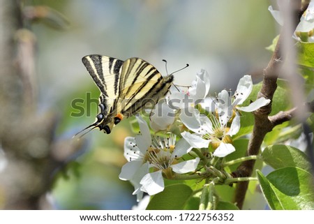 Isolated specimen of scarce swallowtail, (Iphiclides podalirius) while sucking nectar from the flowers of a pear plant.