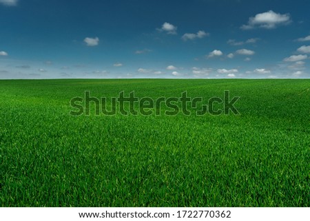 wheat field in spring time Royalty-Free Stock Photo #1722770362
