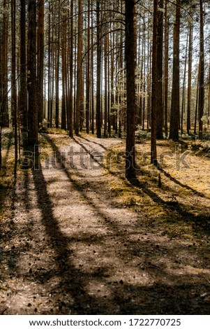 spring coniferous forest, background, shadows, sunset