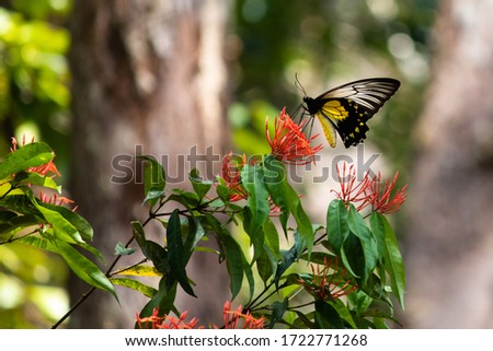 Borneo Birdwing female butterfly. Rare Borneo endemic butterfly posed on red flowers, found only in Borneo. Alive individual. Profile picture. Kinabatangan river, Sabah, Malaysia