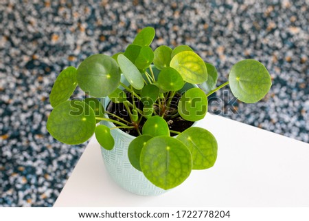 A Chinese Money Plant in a white vase on a table with a blurry carpet in the backround