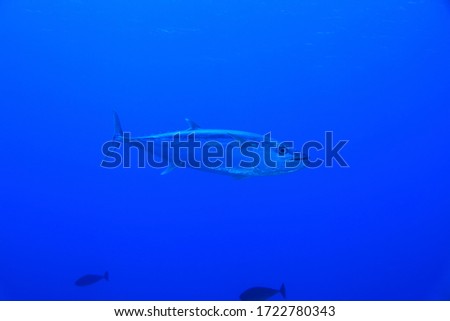 Dogtooth tuna fish (Gymnosarda unicolor) underwater in the tropical waters of the Maldives