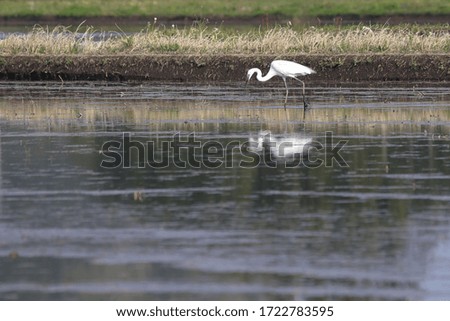 The large egret which is looking for bait in a rice field