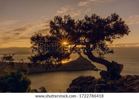 Ray of sunshine through the small juniper at sunrise with clouds in Crimea Sudak nature reserve. Place Noviy Svet. Cape Kapchik. Bonsai viewpoint.  Royalty-Free Stock Photo #1722786418
