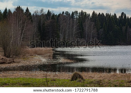 Riverbank in the forest landscape