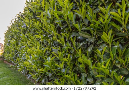 green cherry laurel in garden - forbidden plant

 Royalty-Free Stock Photo #1722797242
