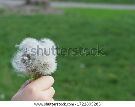 children's hand with faded dandelions on a background of grass