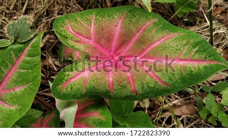 Colocasia leaf with beautiful and natural design,Red lines in green leaf,in a natural environment,from Tripura, North-East India