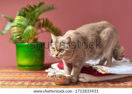 Cute gray cat in the room near the bowl with food