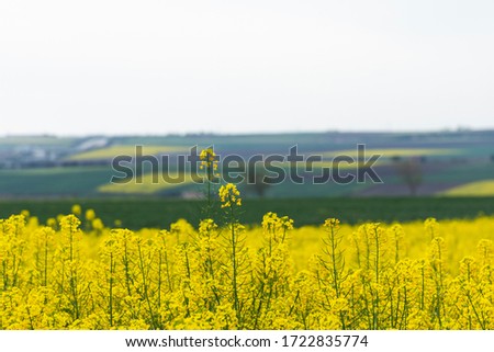 Canola field, beautiful infinity yellow .