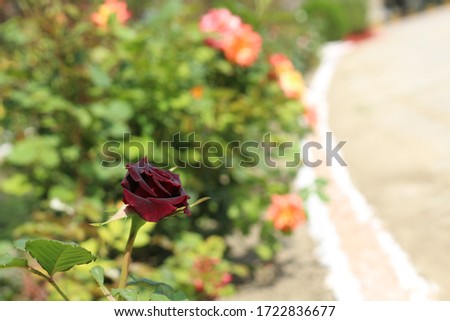 Find the perfect rose picture garden pictures, Find beautiful garden stock images in HD, Find high-quality Garden stock photos and editorial news pictures, Every beautiful cottage garden & red flowers