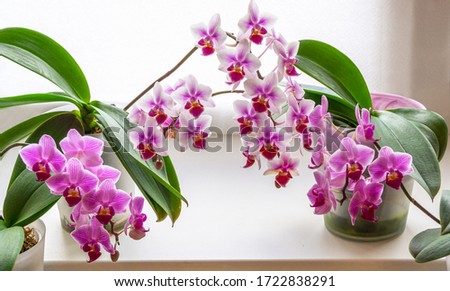 Beautiful close-up double color mini orchids Sogo Vivien in right and left and purple mini orchids Brother Pico Sweetheart flowers in middle. Phalaenopsis, Moth Orchid on white background.  Royalty-Free Stock Photo #1722838291