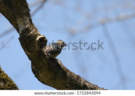 Japanese pygmy woodpecker on the tree