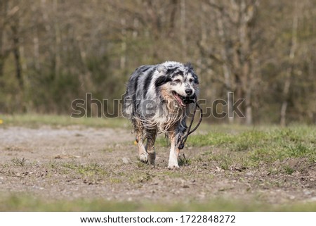 Blue Merle Australian Shepherd walks with a ball 
