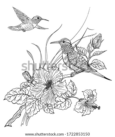 Two hummingbird birds and blooming hibiscus, contour black and white drawing, coloring book for adults and children.