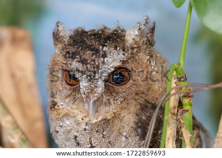 A young little Long-Eared owl sitting on a branch looking at the camera. Cute Asio Otus. A closeup of a Young owl standing on a tree branch under the sunlight with a blurry background.