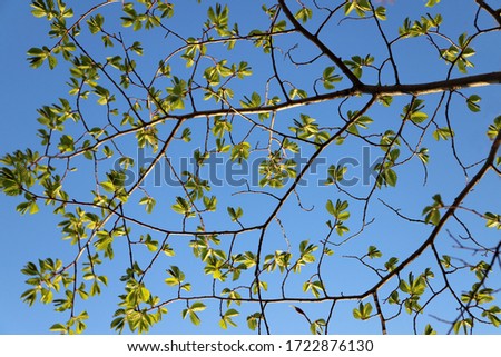 Beautiful pattern of tree branches against a bright sky.