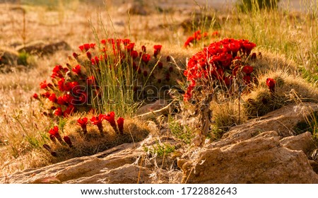 Claret Cup Cactus in Bloom, Hedgehog Cactus, Stansbury Island Royalty-Free Stock Photo #1722882643