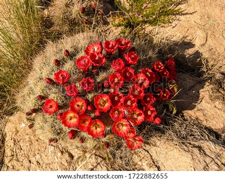 Claret Cup Cactus in Bloom, Hedgehog Cactus, Stansbury Island Royalty-Free Stock Photo #1722882655