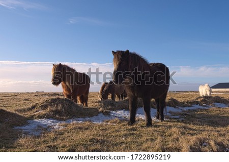 Icelandic horses are an attraction in Iceland and look beautiful.