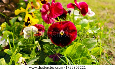 Red Poppy Flowers in green Field