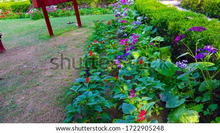 Red Poppy Flowers in green Field