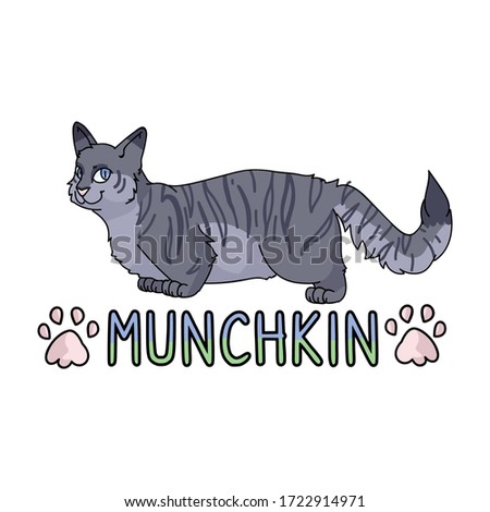 Cute cartoon munchkin cat with text vector clipart. Pedigree kitty breed for cat lovers. Purebred grey domestic kitten for pet parlor illustration mascot. Isolated feline housecat. EPS 10.