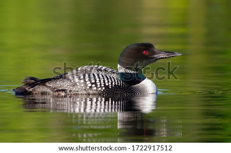 Closeup of a common loon in the water with a green bokeh background