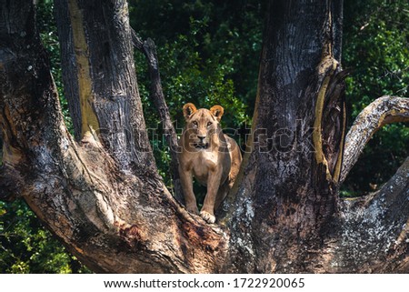 mama lioness looking at you up a tree in a park in Kenya