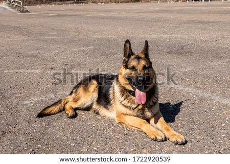 German shepherd lies on the pavement